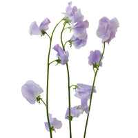 Lavender Designer Japanese Sweet Pea Flowers