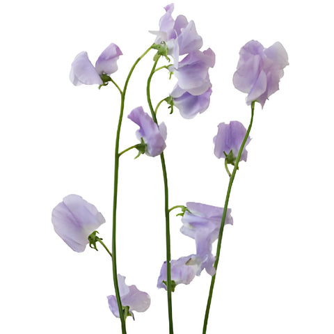 Lavender Designer Japanese Sweet Pea Flowers
