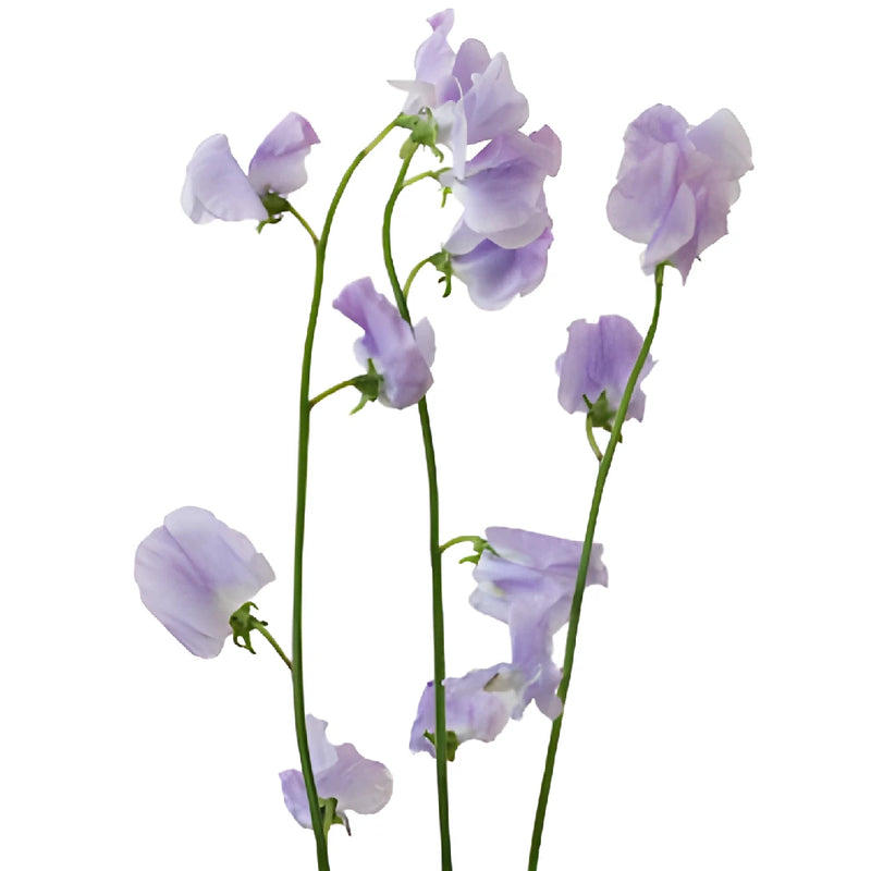 Lavender Designer Japanese Sweet Pea Flowers