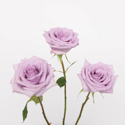 Lavender Valentines Day Rose Special Stem - Image