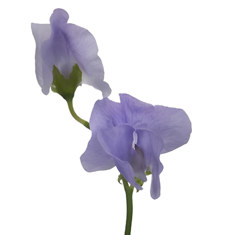 Lavender Designer Japanese Sweet Pea Flowers