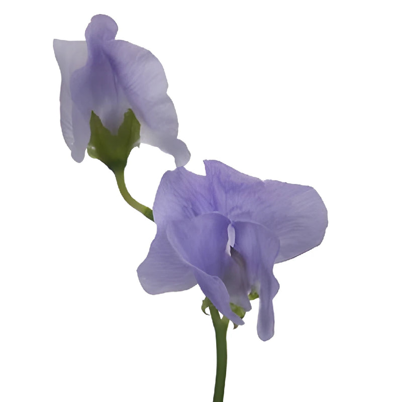 Lavender Designer Japanese Sweet Pea Flowers