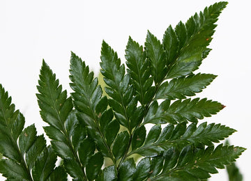Leather Leaf Greenery Up Close