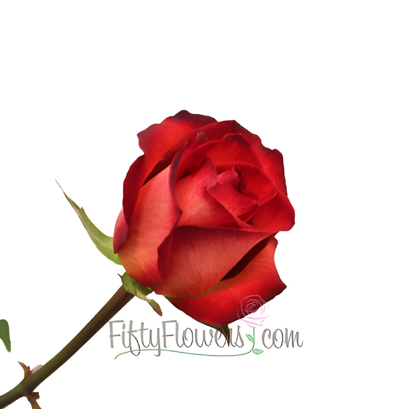 Legend Red Rose