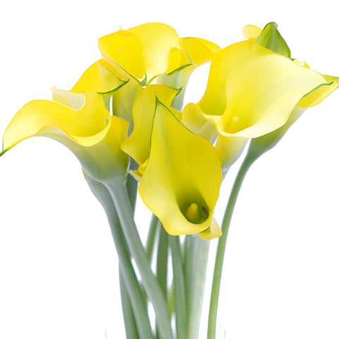 Lemon Yellow Mini Calla Lily Flower