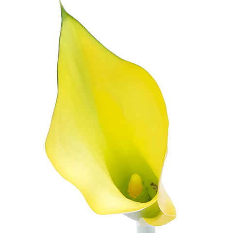 Lemon Yellow Mini Calla Lily Flower