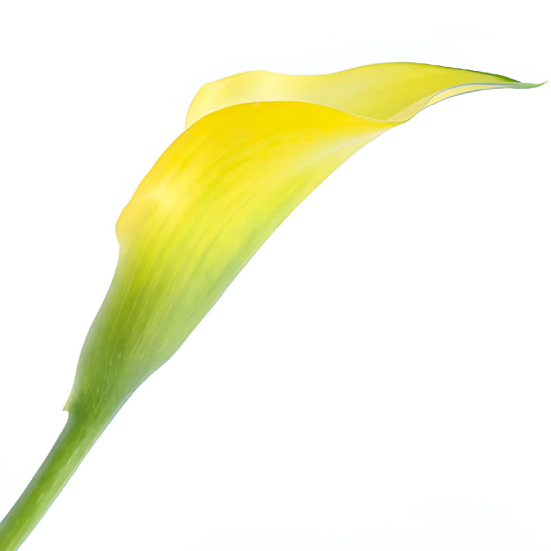Lemon Yellow Mini Calla Lily Flower
