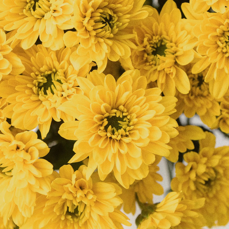 Lemon Lime Spray Pom Flower Close Up - Image