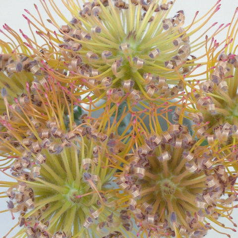 Lemonade Pin Cushion Flower Close Up - Image