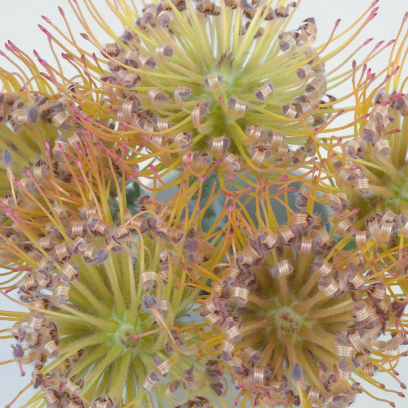 Lemonade Pin Cushion Flower Close Up - Image