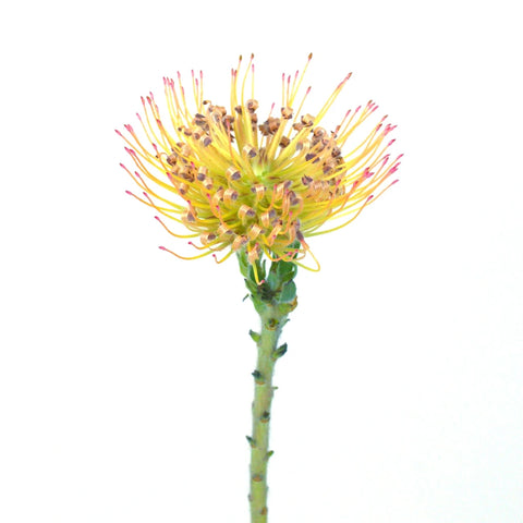 Lemonade Pin Cushion Flower Stem - Image