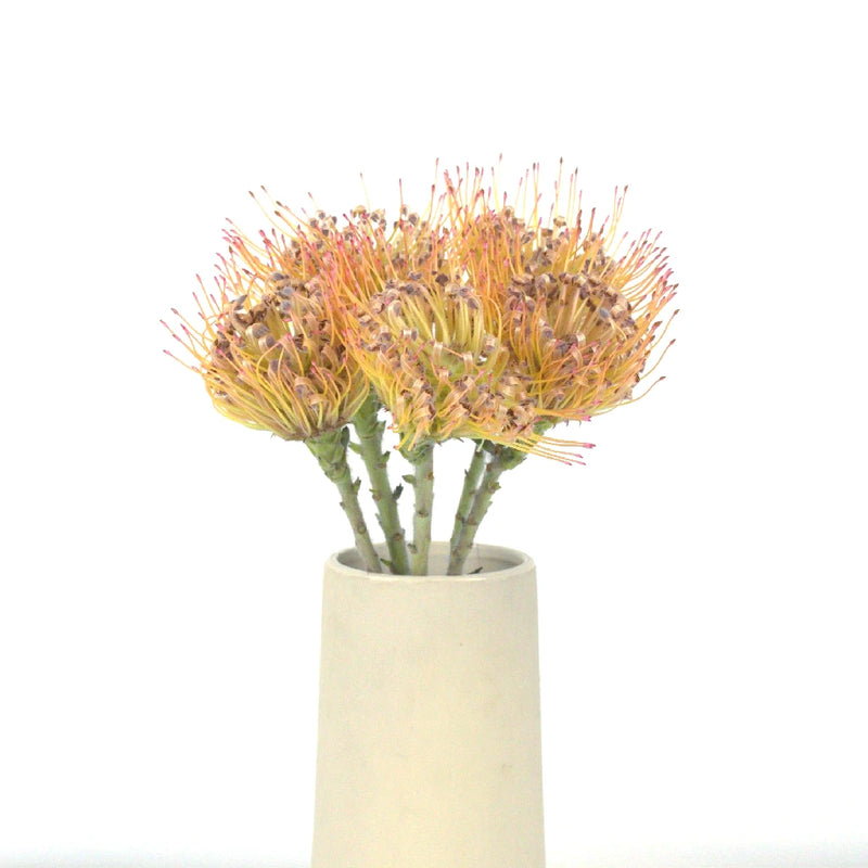 Lemonade Pin Cushion Flower Vase - Image