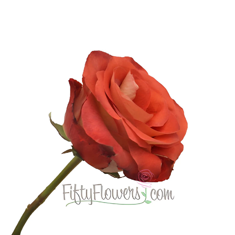Leonidas Novelty Rose