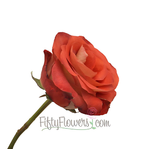 Leonidas Novelty Rose
