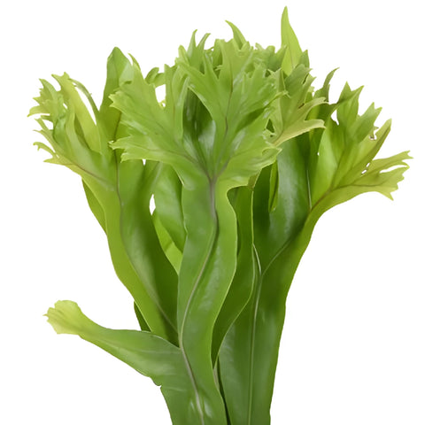 Lettuce Fern Tropical Greens