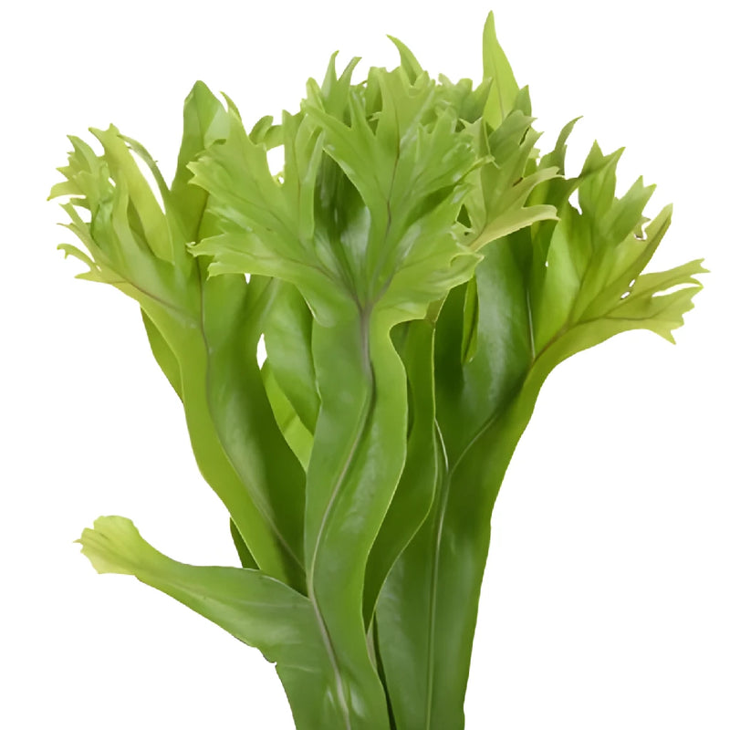 Lettuce Fern Tropical Greens