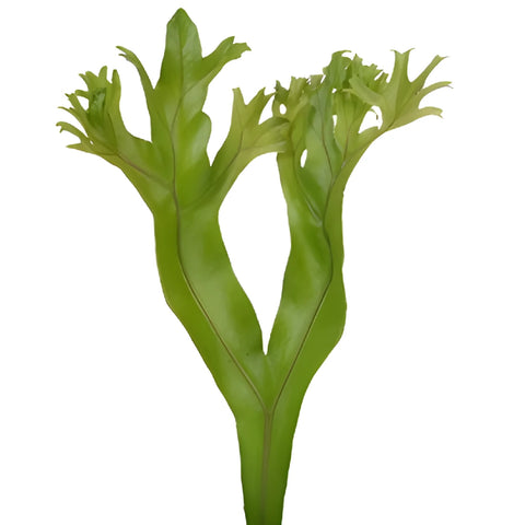 Lettuce Fern Tropical Greens