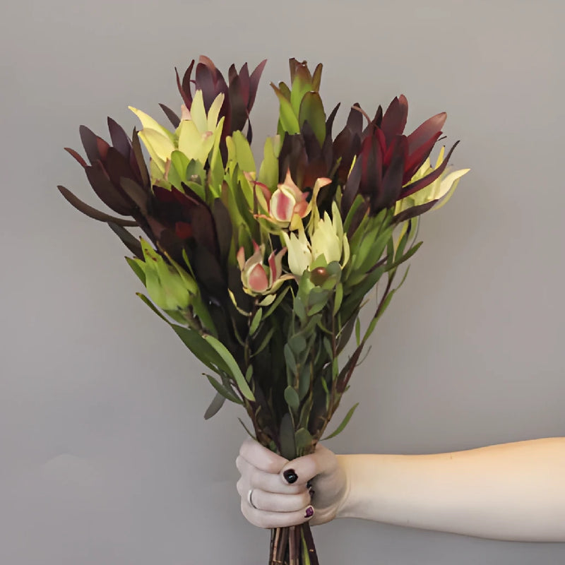 Assorted Color Leucadendron DIY Greenery Kit