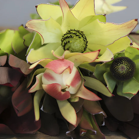 Assorted Color Leucadendron DIY Greenery Kit