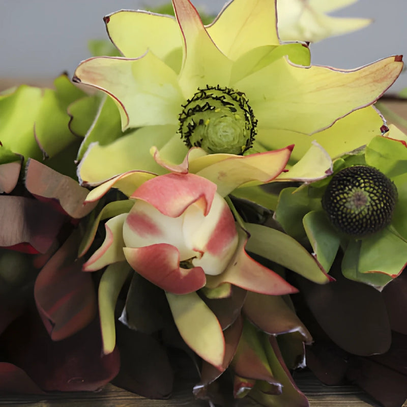 Assorted Color Leucadendron DIY Greenery Kit