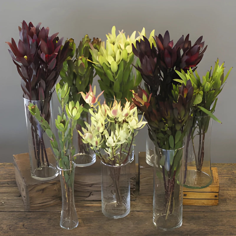 Assorted Color Leucadendron DIY Greenery Kit