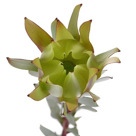 Chartreuse Citron Leucadendron