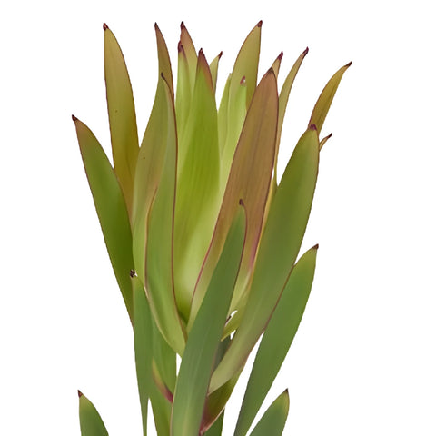 Chartreuse Citron Leucadendron