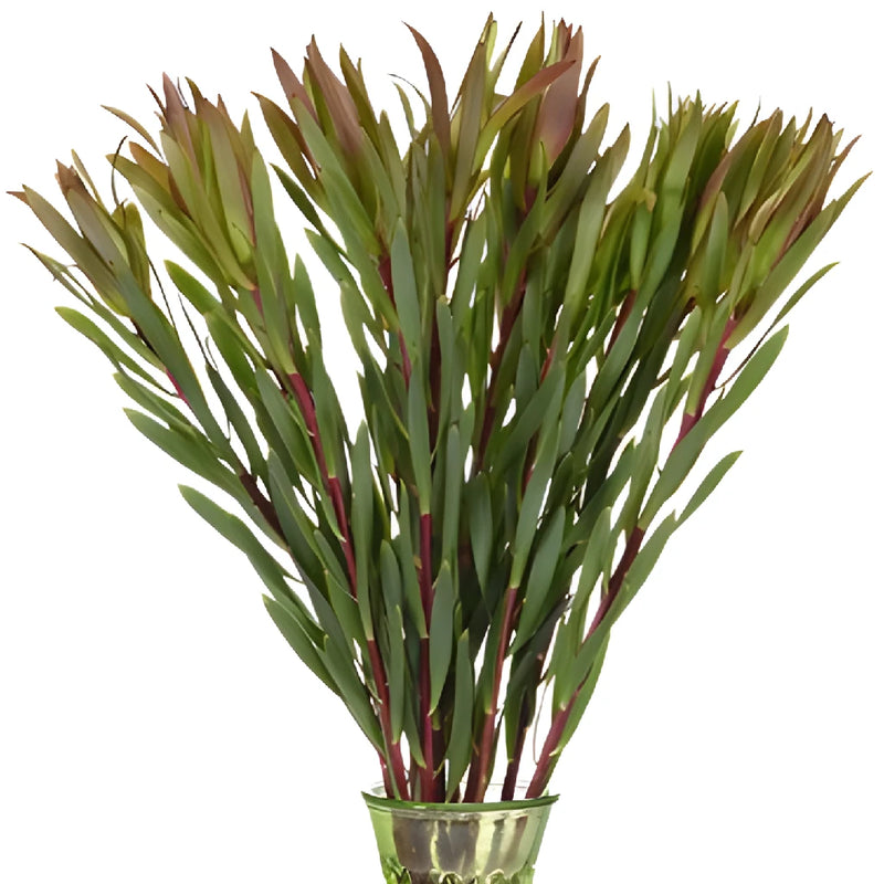 Chartreuse Citron Leucadendron