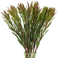 Chartreuse Citron Leucadendron