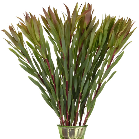 Chartreuse Citron Leucadendron