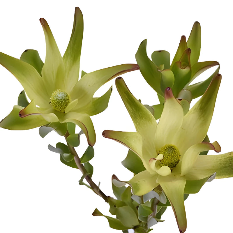 Twisted Citrus Tea Cup Leucadendron