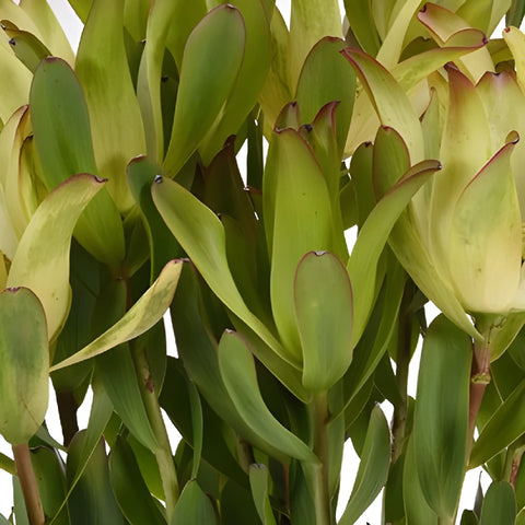 Twisted Citrus Tea Cup Leucadendron
