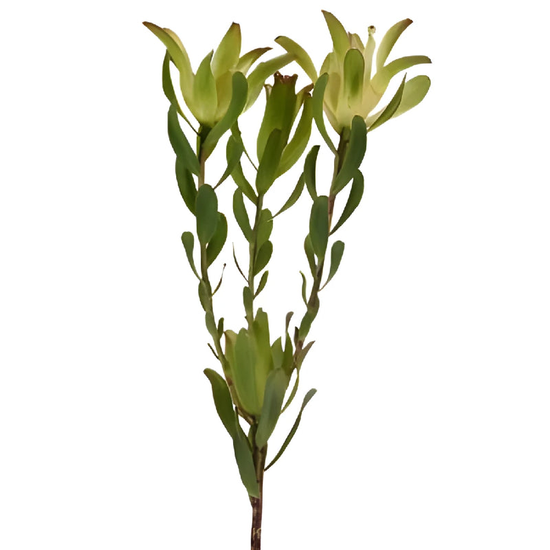 Twisted Citrus Tea Cup Leucadendron