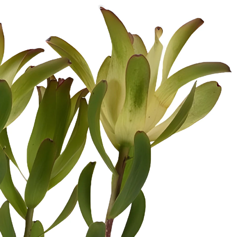 Twisted Citrus Tea Cup Leucadendron