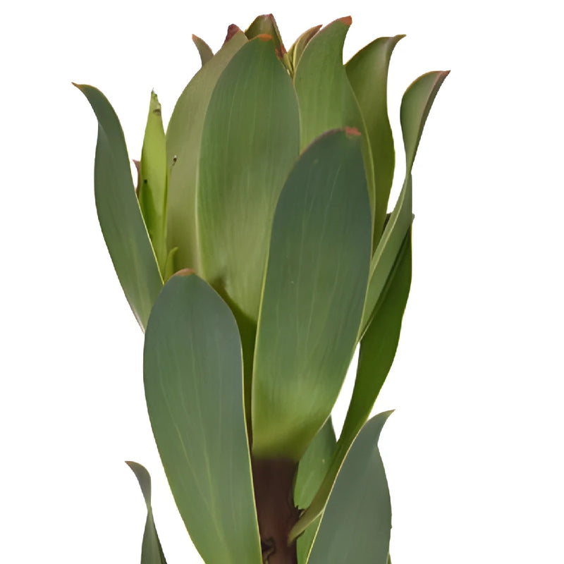 Red Stemmed Leucadendron