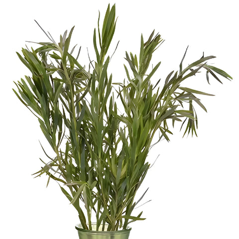 Slender Green Leucadendron