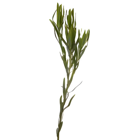 Slender Green Leucadendron