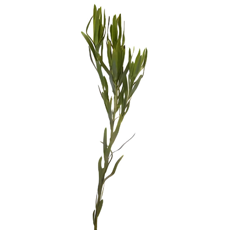 Slender Green Leucadendron