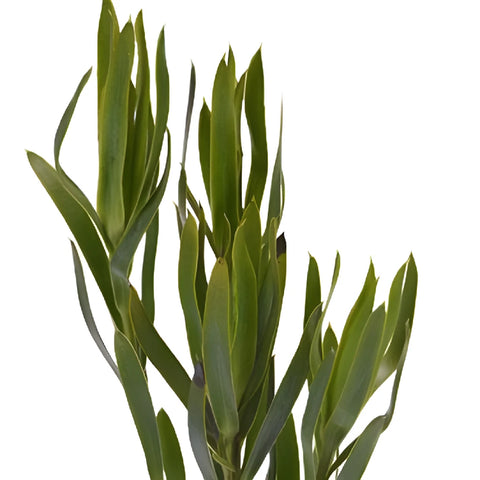 Slender Green Leucadendron