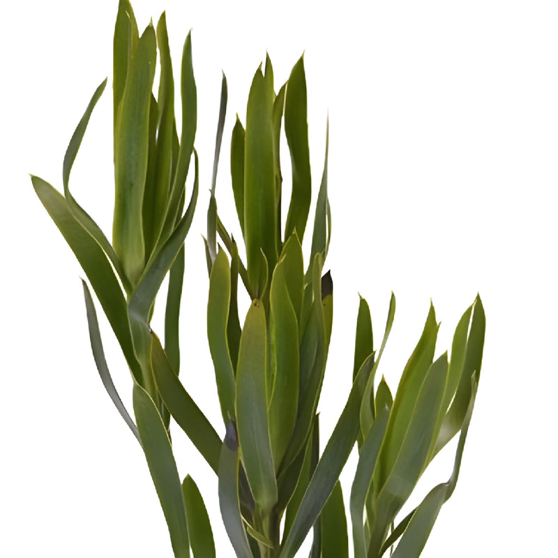 Slender Green Leucadendron