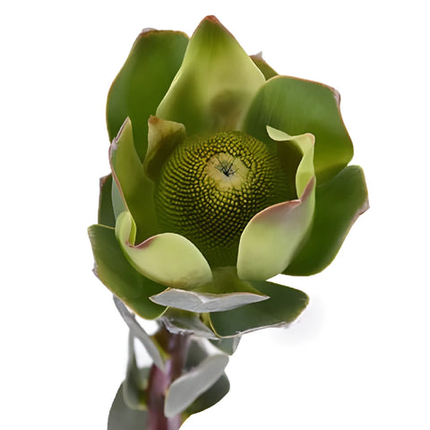Green Gem Leucadendron