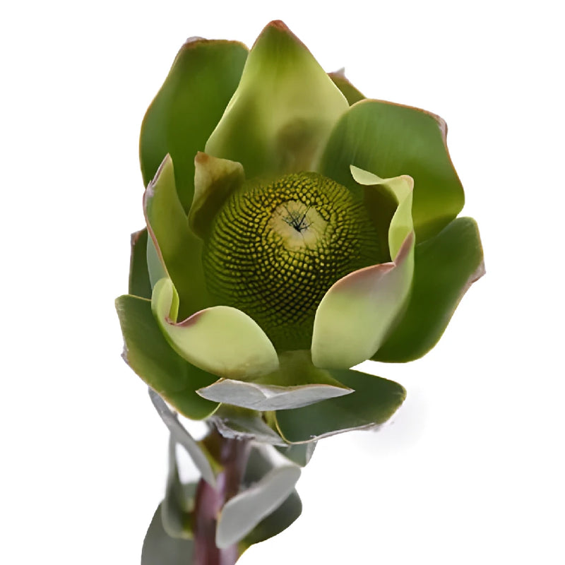 Green Gem Leucadendron