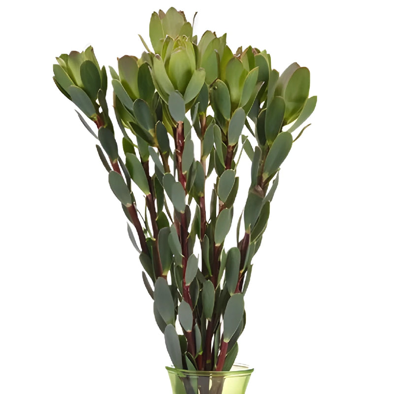 Green Gem Leucadendron