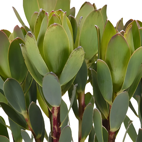 Green Gem Leucadendron