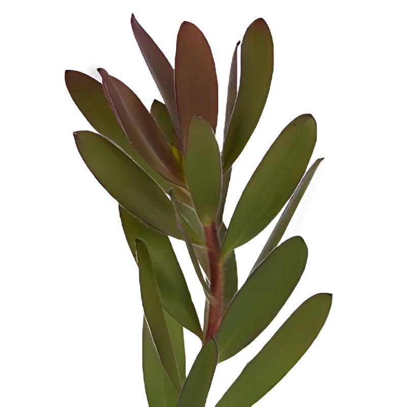Green Jungle Safari Leucadendron
