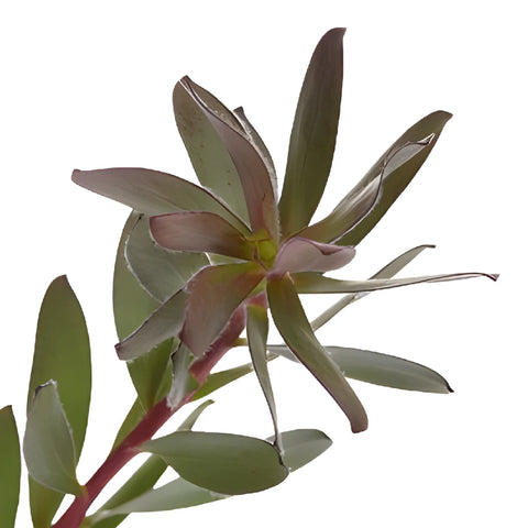 Green Jungle Safari Leucadendron