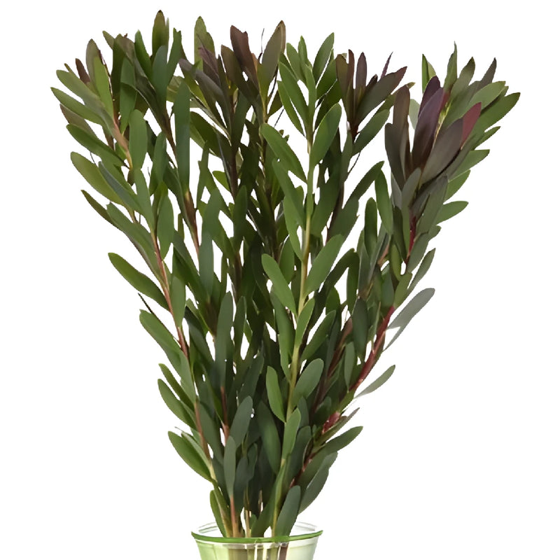 Green Jungle Safari Leucadendron