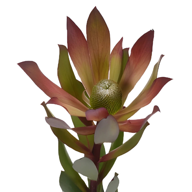 Vivid Auburn Cone Leucadendron
