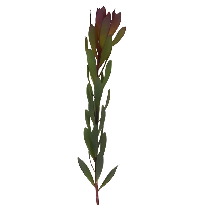 Vivid Auburn Cone Leucadendron