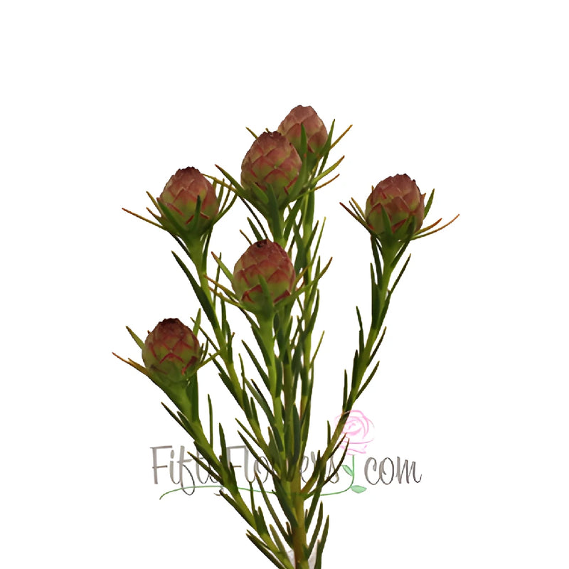 Reddish Cone Leucadendron